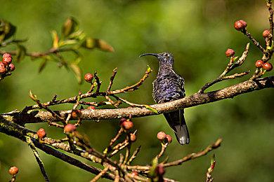 《2077：往日之影》浪漫要素将类似《巫师3》DLC